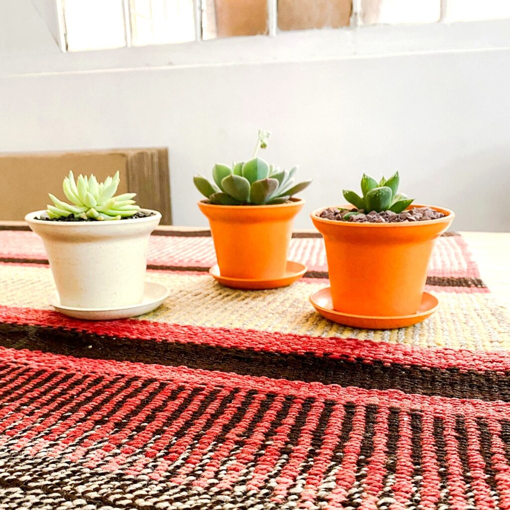 Suculentas en maceta, regalo corporativo sustentable